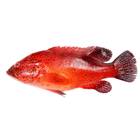 Frozen Grouper (M)